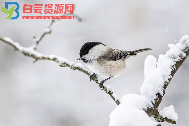 30句小雪文案，暖暖的很治愈-白芸资源网