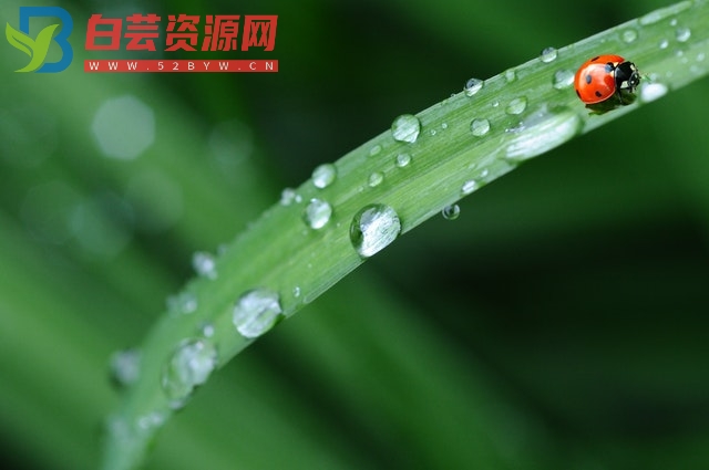 30句简单的谷雨文案-白芸资源网