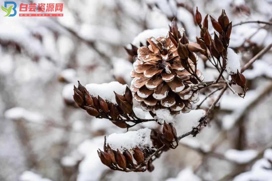 一些简单文艺的下雪文案-白芸资源网