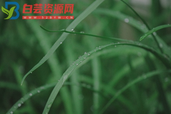 关于雨水的节气文案-白芸资源网