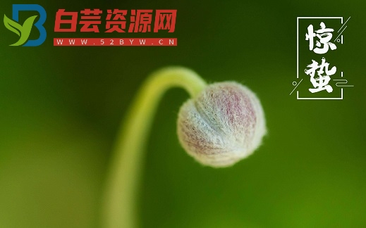 惊蛰节气祝福语精选-白芸资源网