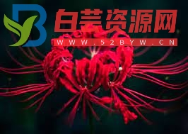 都市传说《死亡河流上的彼岸花》-白芸资源网